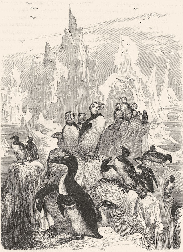 BIRDS. Diver. Stariki. An Assemblage of Auks c1870 old antique print picture